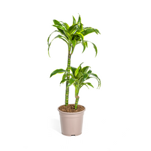 Kamerplant - Dracaena Deremensis Dorado - Pot Ø 19cm Hoogte ↕ 70-90cm