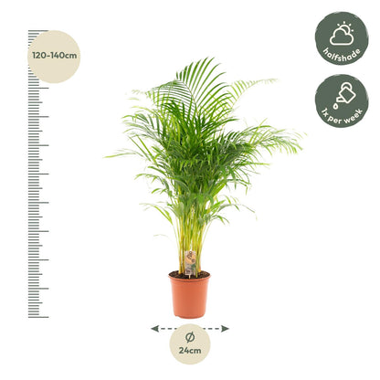 Kamerplant - Dypsis Lutescens (Areca Palm) - Hoogte ↕ 12-230cm