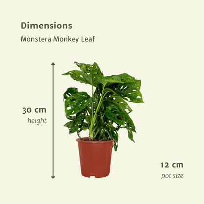Kamerplant 2x Monstera Monkey Leaf - Gatenplant - Pot Ø 12cm Hoogte ↕ 30cm