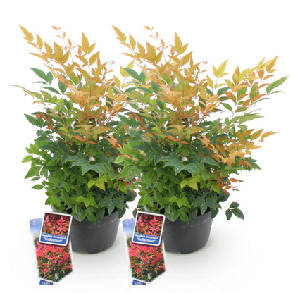 Buitenplant 2x Nandina Gulfstream - Groenblijvend - Pot Ø 17cm Hoogte ↕ 45cm