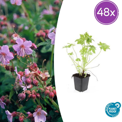 Buitenplant 48x Geranium macrorrhizum - Bloeiend - Pot Ø 9cm Hoogte ↕ 10-25cm