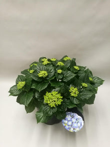 Buitenplant - Hydrangea Early Blue - Pot Ø 23cm Hoogte ↕ 45cm