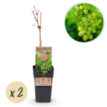 Buitenplant 2x Vitis vinifera Himrod - Witte Druif Pitloos - Pot Ø 15cm Hoogte ↕ 50cm