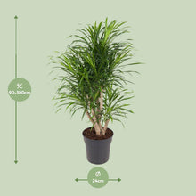 Kamerplant - Dracaena Anita - Luchtzuiverend - Pot Ø 24cm Hoogte ↕ 100cm
