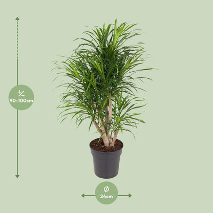 Kamerplant - Dracaena Anita - Luchtzuiverend - Pot Ø 24cm Hoogte ↕ 100cm