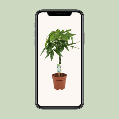 Kamerplant - Pachira Aquatica - Hoogte ↕ 35-160cm