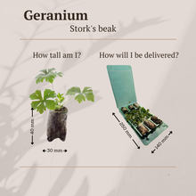 Buitenplant 6x Geranium - Bloeiend - Pot Ø 5cm Hoogte ↕ 10cm