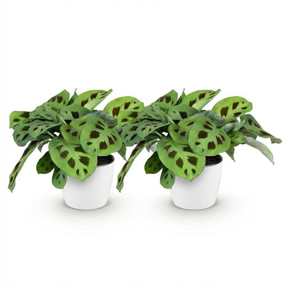 Kamerplant 2x Maranta Fascinator Kerchoveana - Zebraplant - Pot Ø 12cm Hoogte ↕ 25cm