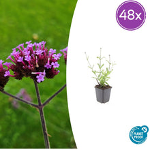 Buitenplant 48x Verbena bon. 'Lollipop' - Pot Ø 9cm Hoogte ↕ 10-25cm