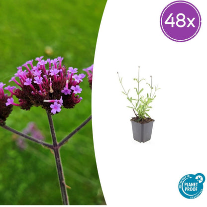 Buitenplant 48x Verbena bon. 'Lollipop' - Pot Ø 9cm Hoogte ↕ 10-25cm