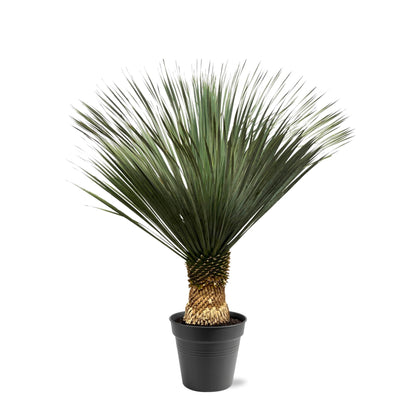 XL plant - Yucca Rostrata - Pot Ø 50cm Hoogte ↕ 140-160cm