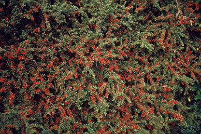 Buitenplant 6x Cotoneaster horizontalis - Pot Ø 9cm Hoogte ↕ 10-25cm