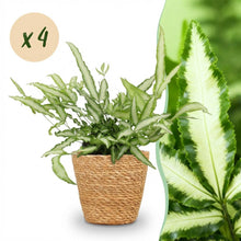 Kamerplant 4x Pteris cretica Albolineata Lintvaren - Pot Ø 12cm Hoogte ↕ 20cm