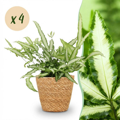 Kamerplant 4x Pteris cretica Albolineata Lintvaren - Pot Ø 12cm Hoogte ↕ 20cm