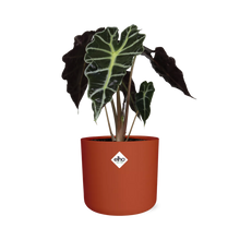 Kamerplant - Alocasia 'Polly' - Pot Ø 14cm