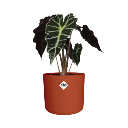 Kamerplant - Alocasia 'Polly' - Pot Ø 14cm