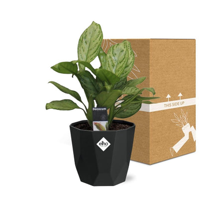 Kamerplant - Aglaonema Christina - Pot Ø 14cm