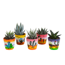 Kamerplant 5x Gasteria/Haworthia Mix - in Mexicaanse pot - Pot Ø 5.5cm