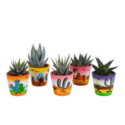 Kamerplant 5x Gasteria/Haworthia Mix - in Mexicaanse pot - Pot Ø 5.5cm