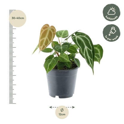 Kamerplant - Anthurium Crystallinum - Pot Ø 12cm Hoogte ↕ 35cm