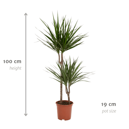 Kamerplant - Dracaena Marginata - Pot Ø 19cm Hoogte ↕ 100cm