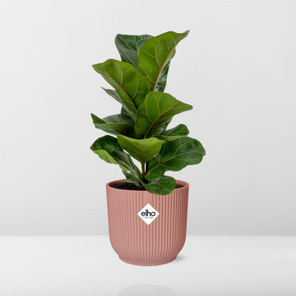 Kamerplant - Ficus Lyrata 'Bambino' - Pot Ø 14cm Hoogte ↕ 30cm