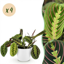 Kamerplant 4x Maranta Fascinator Tricolour - Gebedsplant - Pot Ø 12cm Hoogte ↕ 25cm