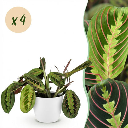 Kamerplant 4x Maranta Fascinator Tricolour - Gebedsplant - Pot Ø 12cm Hoogte ↕ 25cm
