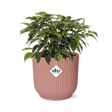 Kamerplant - Ficus Benjamina Kinky - Pot Ø 14cm