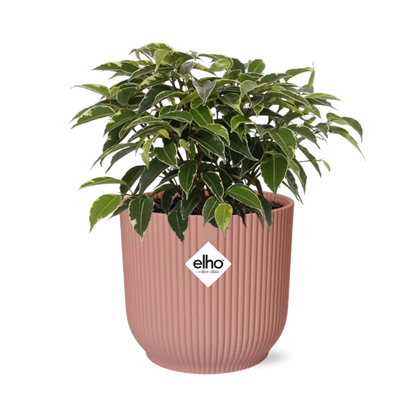 Kamerplant - Ficus Benjamina Kinky - Pot Ø 14cm