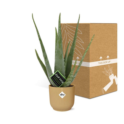 Kamerplant - Aloe Vera - Pot Ø 14cm