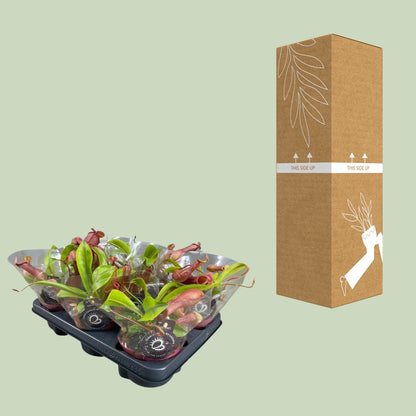 Kamerplant - Nepenthes Alata - Vleesetend - Pot Ø 12cm Hoogte ↕ 17cm