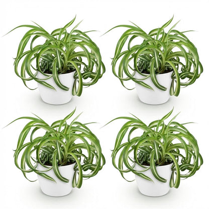 Kamerplant 4x Chlorophytum comosum Bonnie - Krullende Graslelie - Pot Ø 12cm Hoogte ↕ 20cm