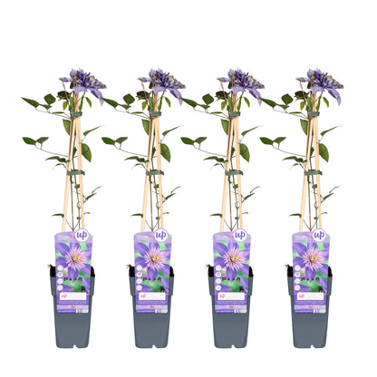 Buitenplant 4x Clematis 'Multi Blue' - Bloeiend - Pot Ø 15cm Hoogte ↕ 65cm