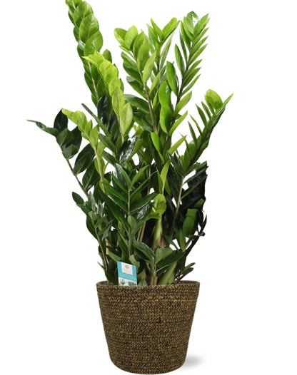 Kamerplant - Zamioculcas Zamiifolia - Pot Ø 21cm Hoogte ↕ 95cm