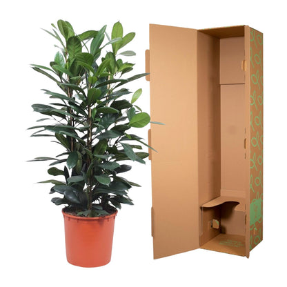XL kamerplant - Ficus Cyathistipula struik - Pot Ø 34cm Hoogte ↕ 140cm