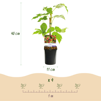 Buitenplant 2x Framboos Rubus idaeus 'Autumn Bliss' - Rode Framboos, Herfstdragend, Winterhard - Pot Ø 11cm Hoogte ↕ 40cm