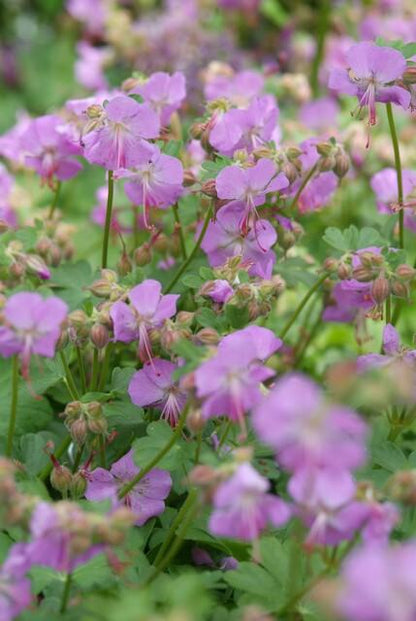 Buitenplant 12x Geranium cant. 'Cambridge' - Bloeiend - Pot Ø 9cm Hoogte ↕ 10-25cm