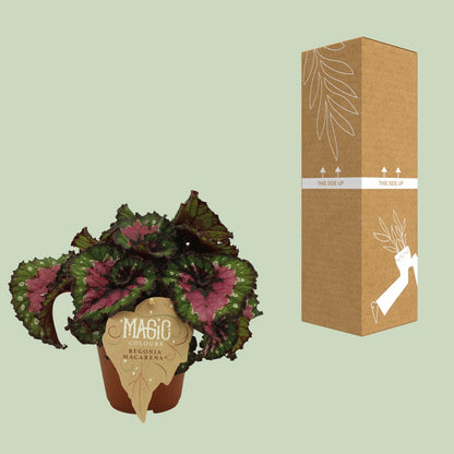 Kamerplant - Begonia Rex Macarena - Pot Ø 12cm Hoogte ↕ 25cm