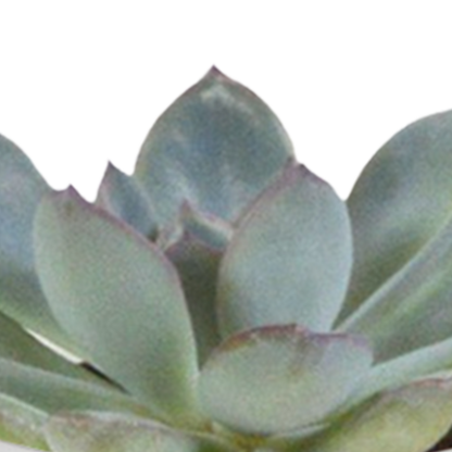 Kamerplant 15x Cactus en vetplanten mix - in witte pot - Pot Ø 5,5cm