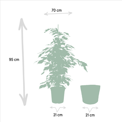Kamerplant - Ficus benjamina Danielle - Inclusief mand - Pot Ø 21cm Hoogte ↕ 95cm