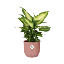 Kamerplant - Dieffenbachia 'Camilla' - Pot Ø 14cm