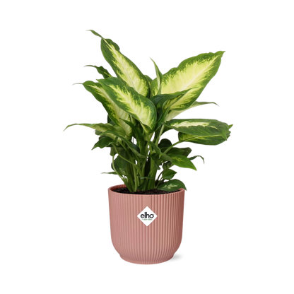 Kamerplant - Dieffenbachia 'Camilla' - Pot Ø 14cm