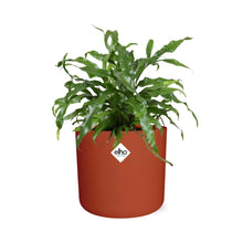 Kamerplant - Microsorum Diversifolium - Pot Ø 14cm