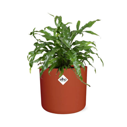 Kamerplant - Microsorum Diversifolium - Pot Ø 14cm