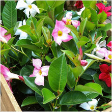 Buitenplant - Dipladenia Mix (Mandevilla) - Roze, Wit & Rood - Pot Ø 12cm Hoogte ↕ 25cm