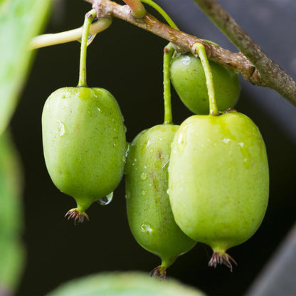 Buitenplant 2x Actinidia arguta 'Issai' - Fruitplant - Pot Ø 11cm Hoogte ↕ 40cm