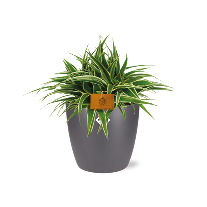 Kamerplant - Chlorophytum Ocean - Pot Ø 16cm Hoogte ↕ 15cm