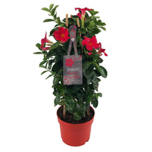 Buitenplant - Mandevilla Sundaville Early Scarlet In Toren - Pot Ø 17cm Hoogte ↕ 55cm