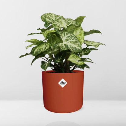 Kamerplant - Syngonium Arrow - Pot Ø 14cm